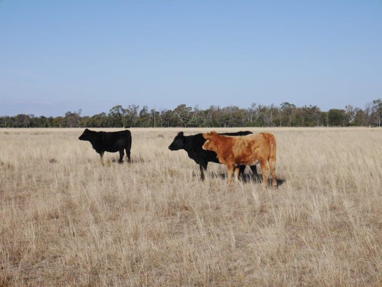 The Gums QLD 4406 - Image 1