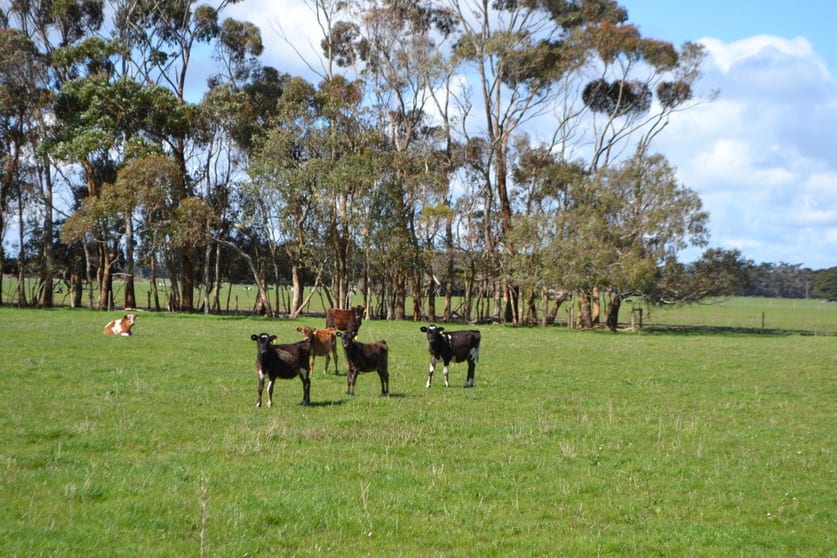 Click to view all images Corner of Bailey's Road & Hickey's Road Nullawarre VIC 3268 - Image 2