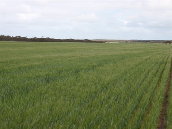1204 Pordia Road Wudinna SA 5652 - Image 3