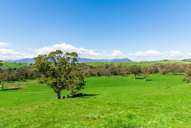 196 Connellys Creek Road Acheron VIC 3714 - Image 3
