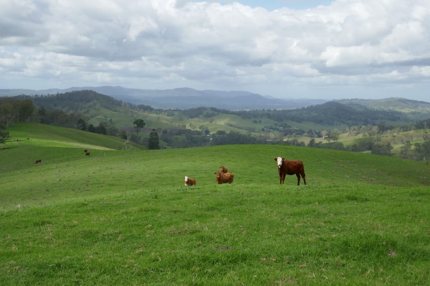 Click to view all images 429 Wyndham Creek Road Kyogle NSW 2474 - Image 3