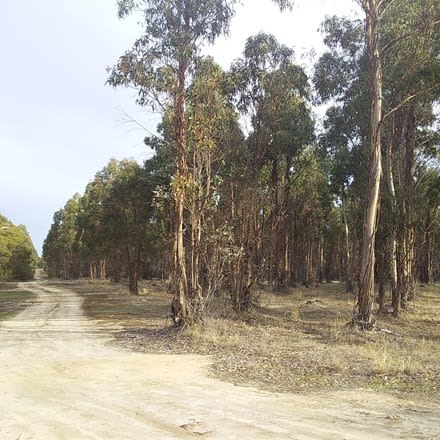 Click to view all images Lots 3812,4364 Weld Road Capel River WA 6271 - Image 3
