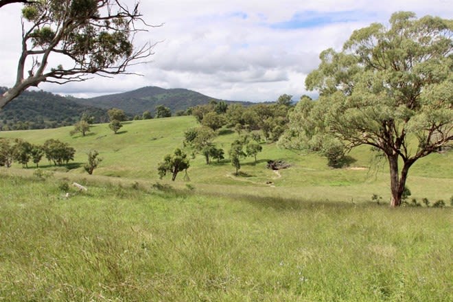 Willow Tree NSW 2339 - Image 2