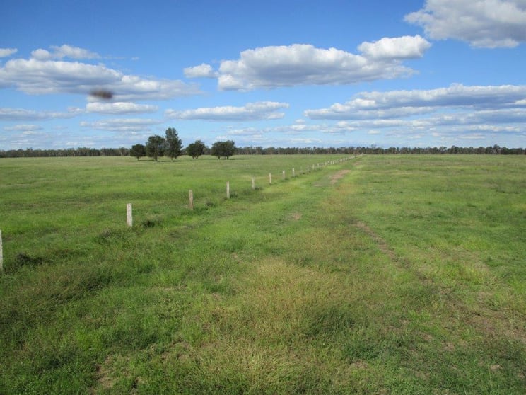 2438 ACRES BRIGALOW/BELAH Tara QLD 4421 - Image 2
