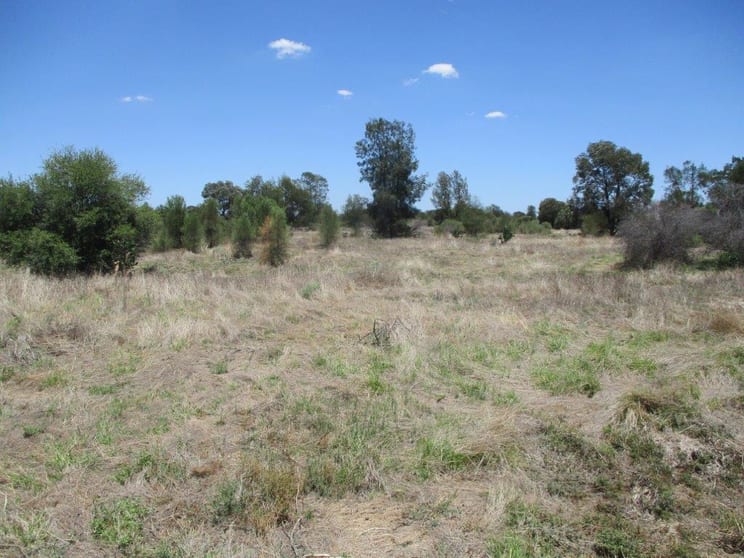 1279 Acres Brigalow Country The Gums QLD 4406 - Image 2
