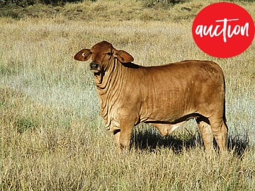 AUCTION "WARRINA" Dalby QLD 4405 - Image 1
