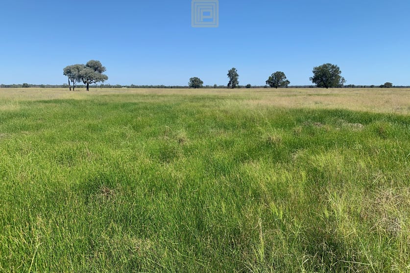 Click to view all images "Calrossie" 10686 Newell Highway Narrabri NSW 2390 - Image 1