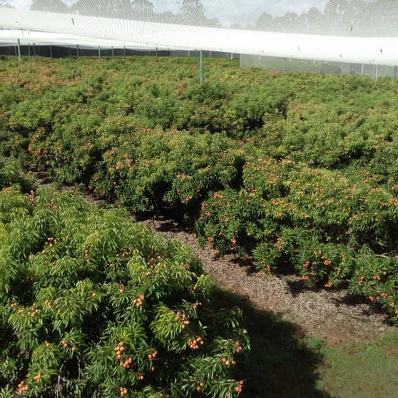Click to view all images Goomboorian QLD 4570 - Image 3