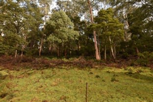 Lot 5 Liena Rd Liena TAS 7304 - Image 2