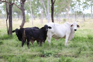 Click to view all images 143 Inkerman Station Road Home Hill QLD 4806 - Image 2