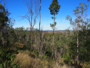 LOT 39 NIELSONS ROAD Good Night QLD 4671 - Image 2