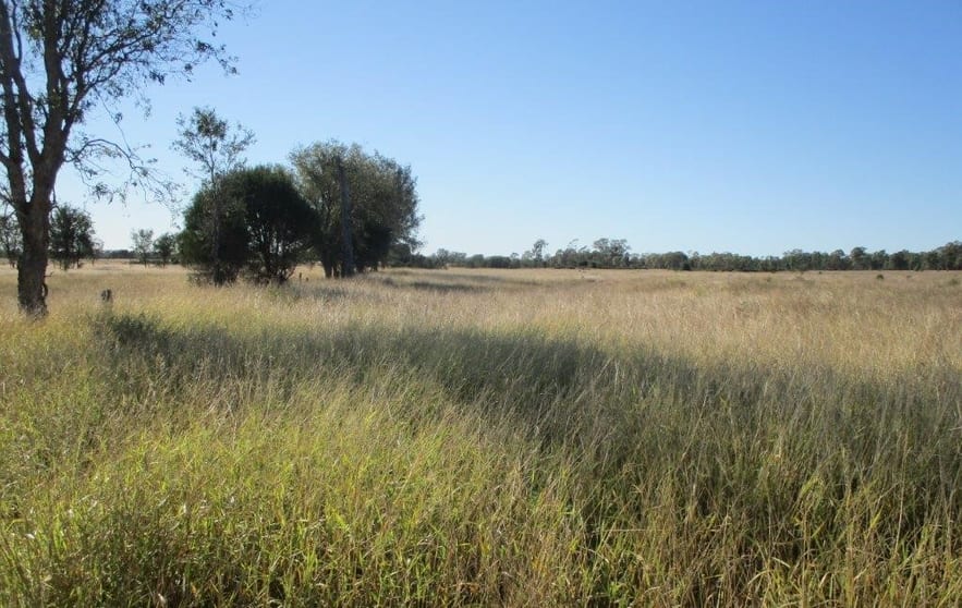564 ACRES Jandowae QLD 4410 - Image 1