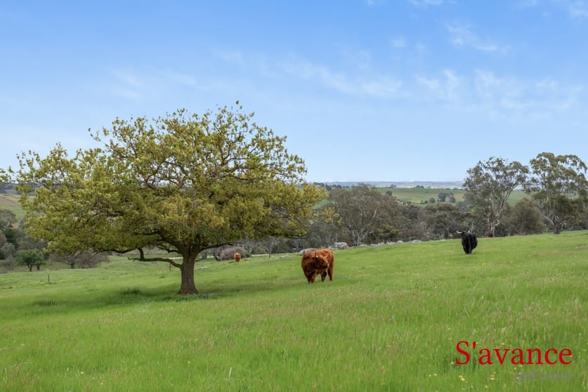 Click to view all images 165 Hamiltons Road Springton SA 5235 - Image 3