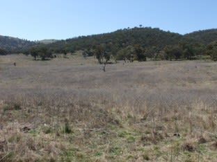 2368 The Bridle Track Bruinbun NSW 2795 - Image 3