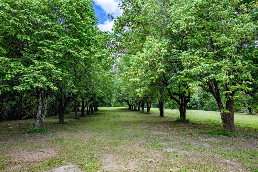 456 Warrakin Road Japoonvale QLD 4856 - Image 3