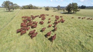 Upton Farms Topdale road Niangala NSW 2354 - Image 1