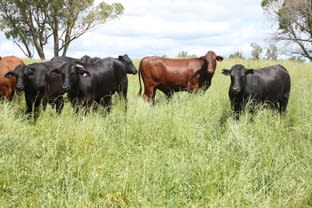 Upton Farms Topdale road Niangala NSW 2354 - Image 2