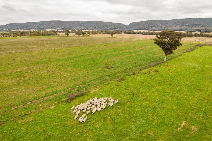 Click to view all images 587 Tallarook Road Cowra NSW 2794 - Image 1