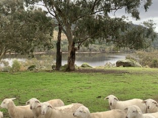 Click to view all images Lot 31, Foggs Crossing Road (Bigga) Cowra NSW 2794 - Image 1