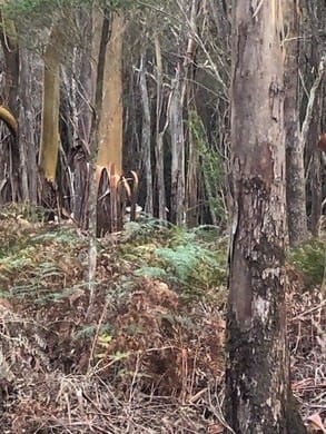 Click to view all images . Heddles Road Loorana TAS 7256 - Image 2