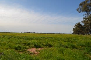 Click to view all images 324 Thanowring School Road Temora NSW 2666 - Image 2