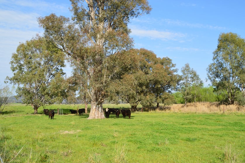 Click to view all images 580 Gregadoo East Rd Wagga Wagga NSW 2650 - Image 1