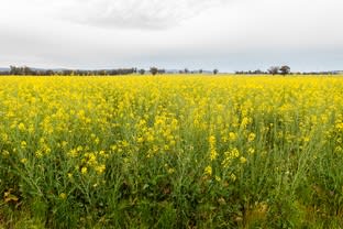 'Killarney' 99R Nubingerie Road Benolong NSW 2818 - Image 3