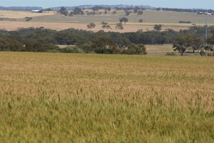 Click to view all images . Boramin & Mulukine Road Grass Valley WA 6403 - Image 2
