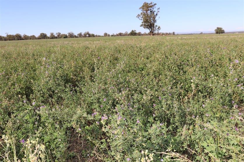 Click to view all images Parkes NSW 2870 - Image 3