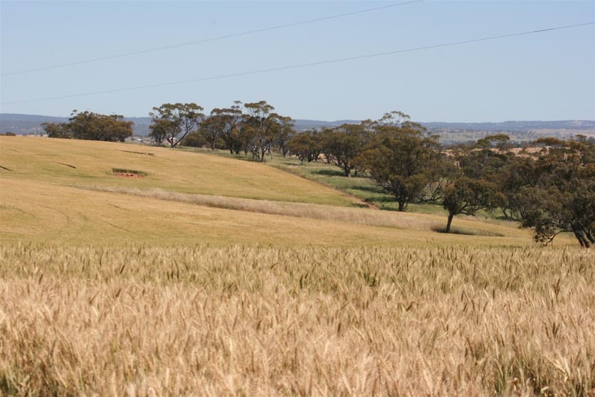Click to view all images . MANNALEA Grass Valley WA 6403 - Image 3