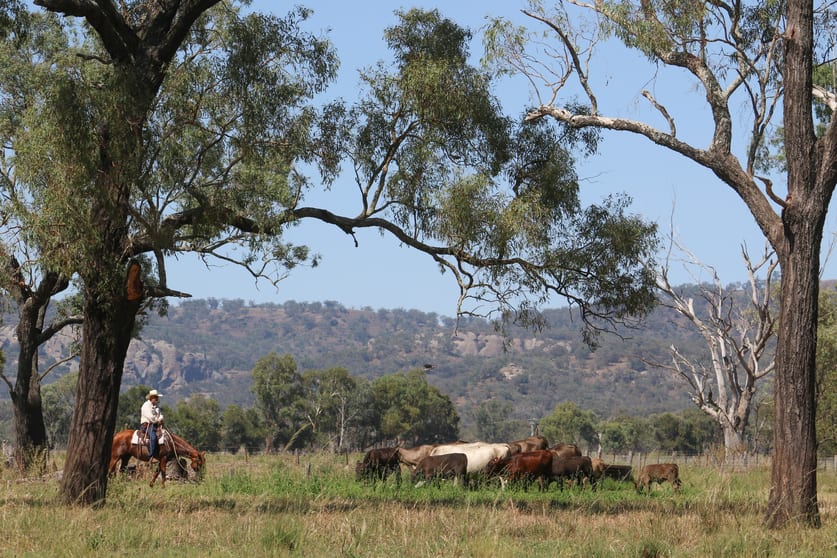 192 Yarrandi Road Scone NSW 2337 - Image 3