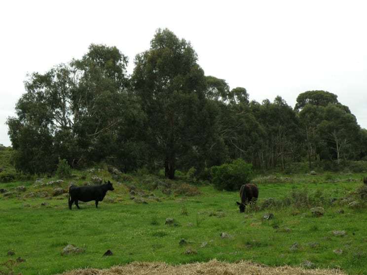 220 Harlocks Road Pomborneit North VIC 3260 - Image 1