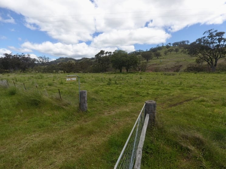 Click to view all images "Box Tree" 190 Coogah Lane Blandford NSW 2338 - Image 3