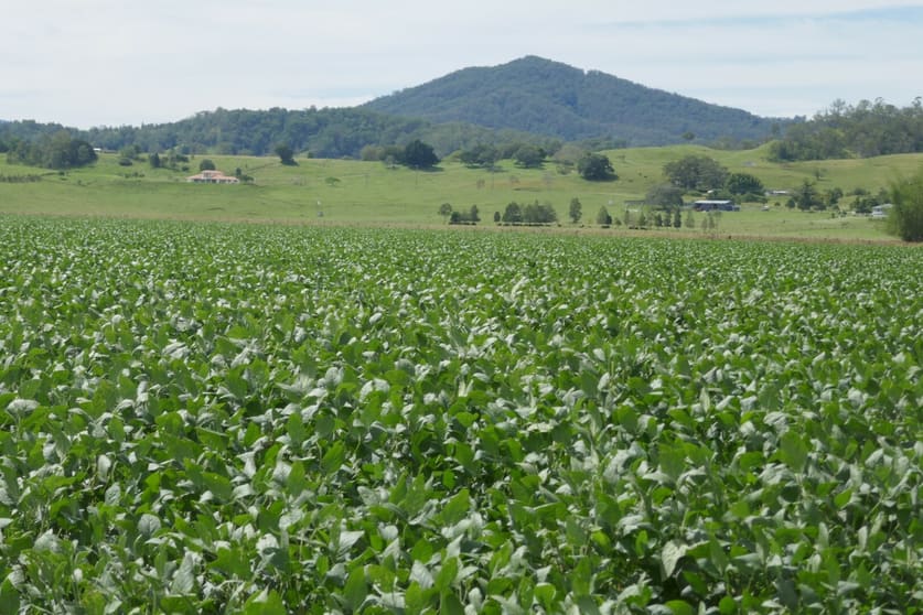 Lot 2 Hillyard's Road Kyogle NSW 2474 - Image 3
