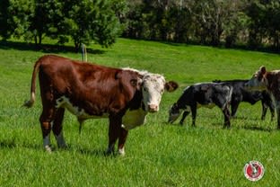 Click to view all images Moruya NSW 2537 - Image 2