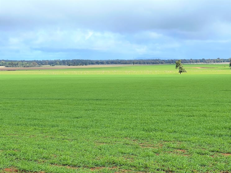 2648 Old Narrandera Road Currawarna NSW 2650 - Image 1