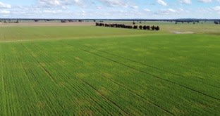 157 Muirs Road Temora NSW 2666 - Image 2