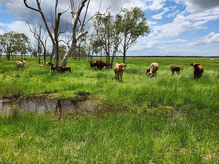 Click to view all images 458 Dimond Road, BEAVER ROCK Maryborough QLD 4650 - Image 2