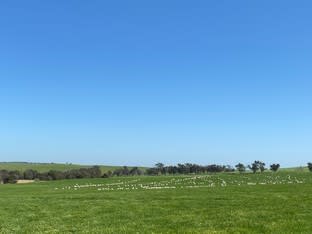 Click to view all images Ivanhoe Little Plains Road Boorowa NSW 2586 - Image 2