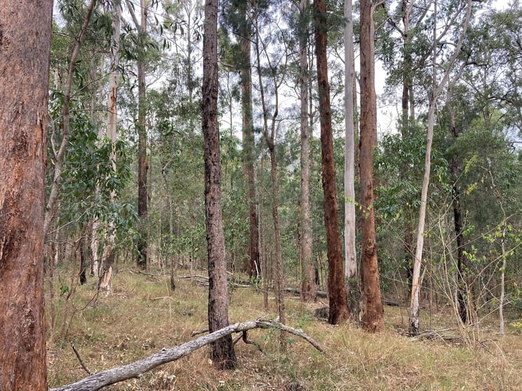 Off Mount Lindesay Hwy Rathdowney QLD 4287 - Image 3