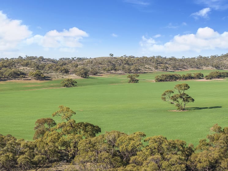 Click to view all images 'Gum View Hills' Gorge Road Pekina SA 5431 - Image 2
