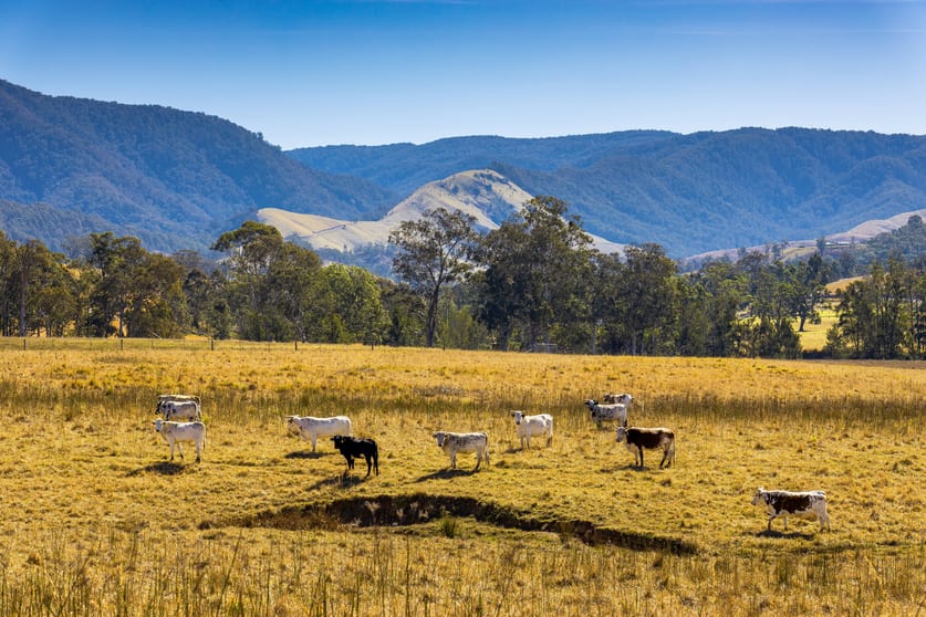 Click to view all images 2677 Scone Road Cobark NSW 2422 - Image 3