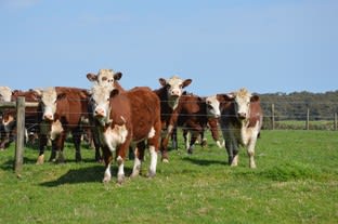 Click to view all images 147 Outtrim-Inverloch Road Outtrim VIC 3951 - Image 3