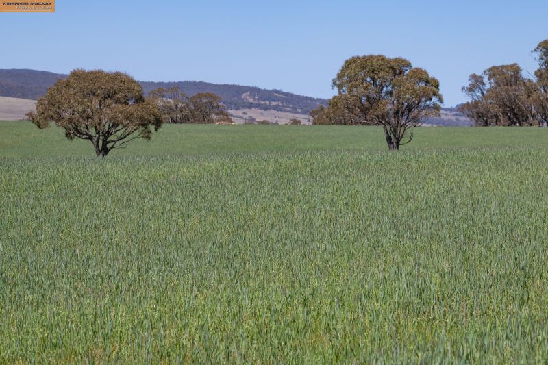 Boloco Station 6378 The Snowy River Way Dalgety NSW 2628 - Image 3