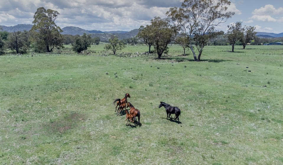 Click to view all images 5448 New England Hwy Blandford NSW 2338 - Image 3