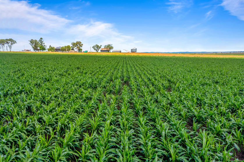 Click to view all images 365 Rickert Road Nobby QLD 4360 - Image 1