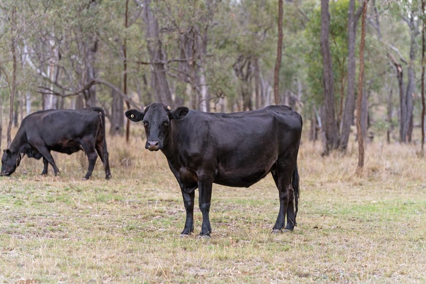 Click to view all images 90 Sobbe Road Sandy Camp QLD 4361 - Image 3