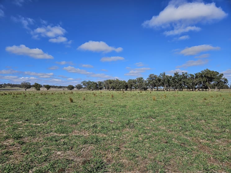 Lot 206 //45 Bayly Lane Mudgee NSW 2850 - Image 3