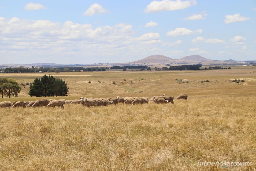 Click to view all images 3100 Ballarat-Maryborough Road Clunes VIC 3370 - Image 1