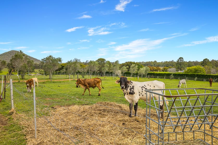 Click to view all images 437 Newlands Road Wamuran QLD 4512 - Image 1